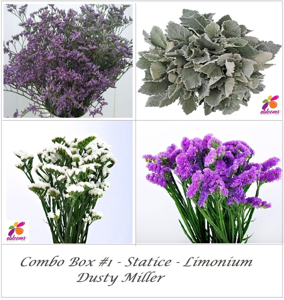 Bulk Flower Combo Box #1 - Statice Purple - Limonium -Dusty Miller - EbloomsDirect