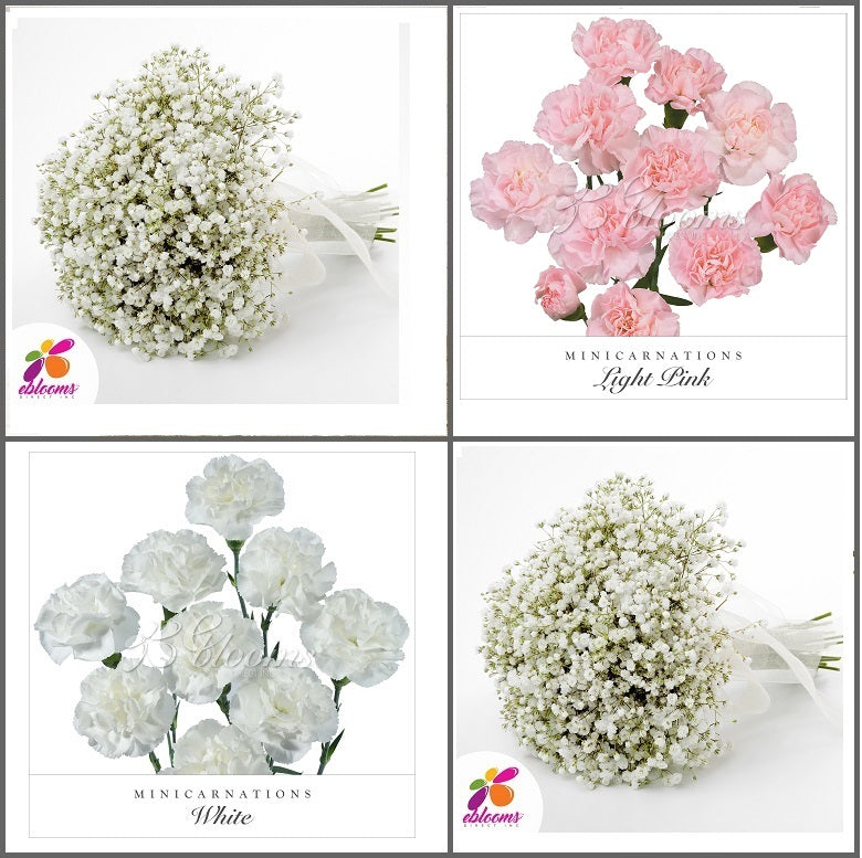 Combo Box #8 - Baby's Breath and Mini Carnation Pink