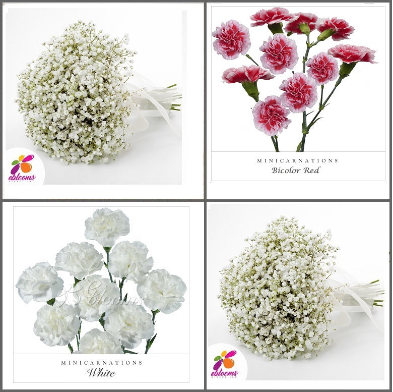 Combo Box #8 - Baby's Breath and Mini Carnation Scarlette