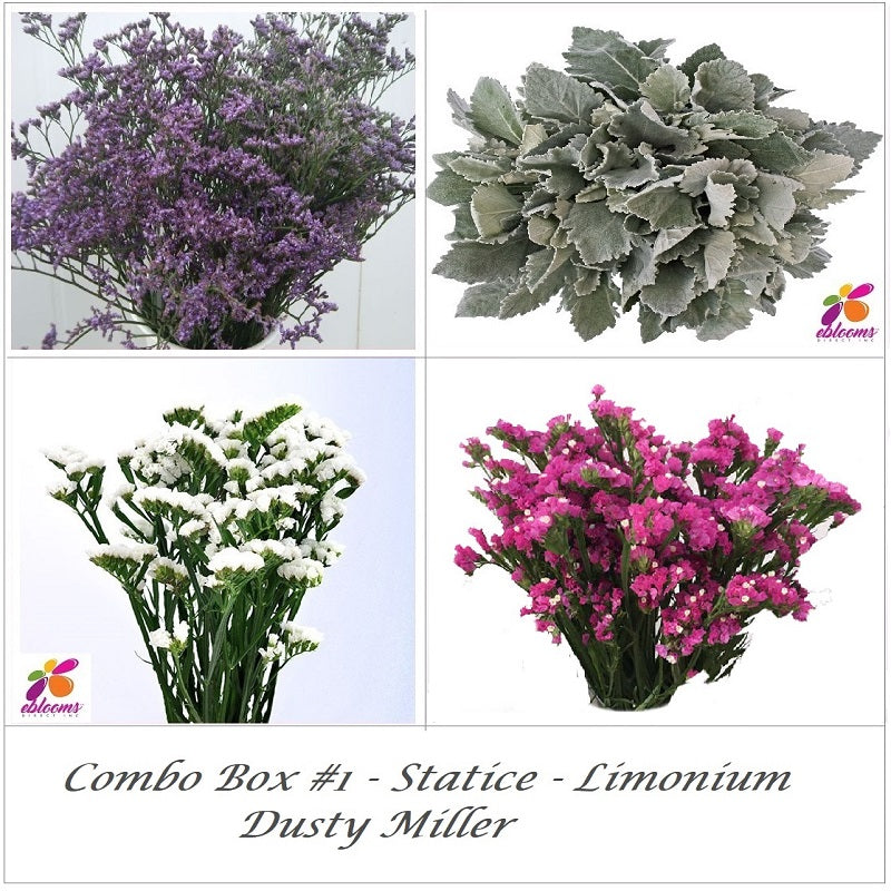 Bulk Flower Combo Box #1 - Statice Hot pink - Limonium -Dusty Miller - EbloomsDirect