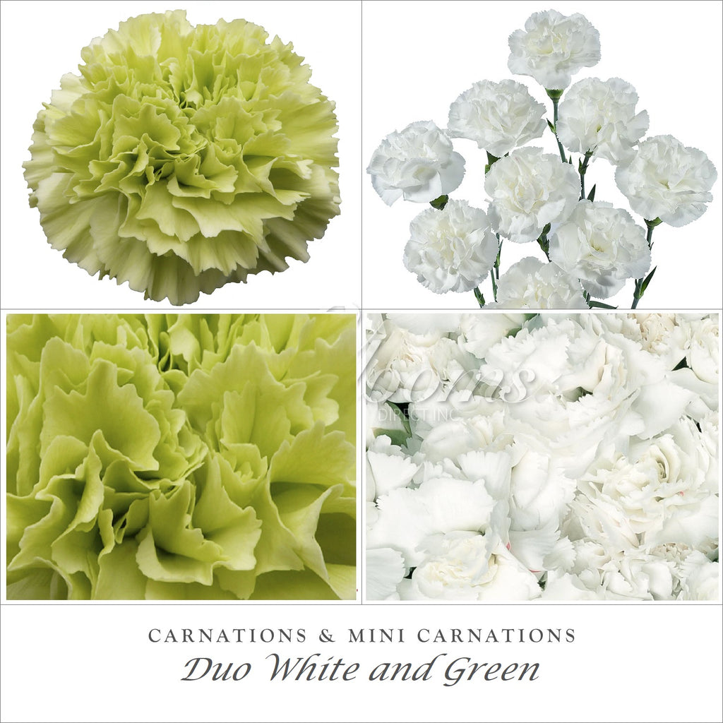 Carnations and Mini Carnation White and Green - EbloomsDirect