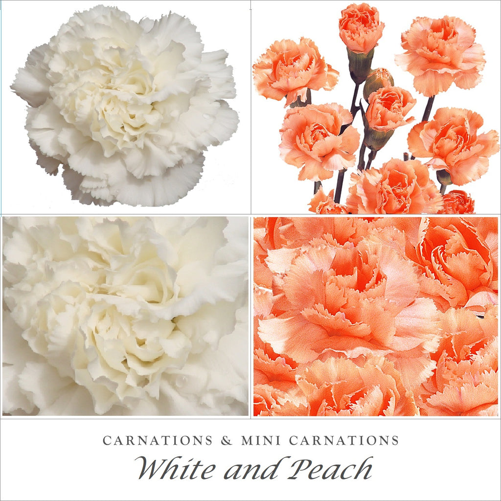 Carnations and Mini Carnation White - Peach- EbloomsDirect