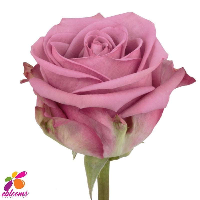 Cool Water Rose variety - EbloomsDirect