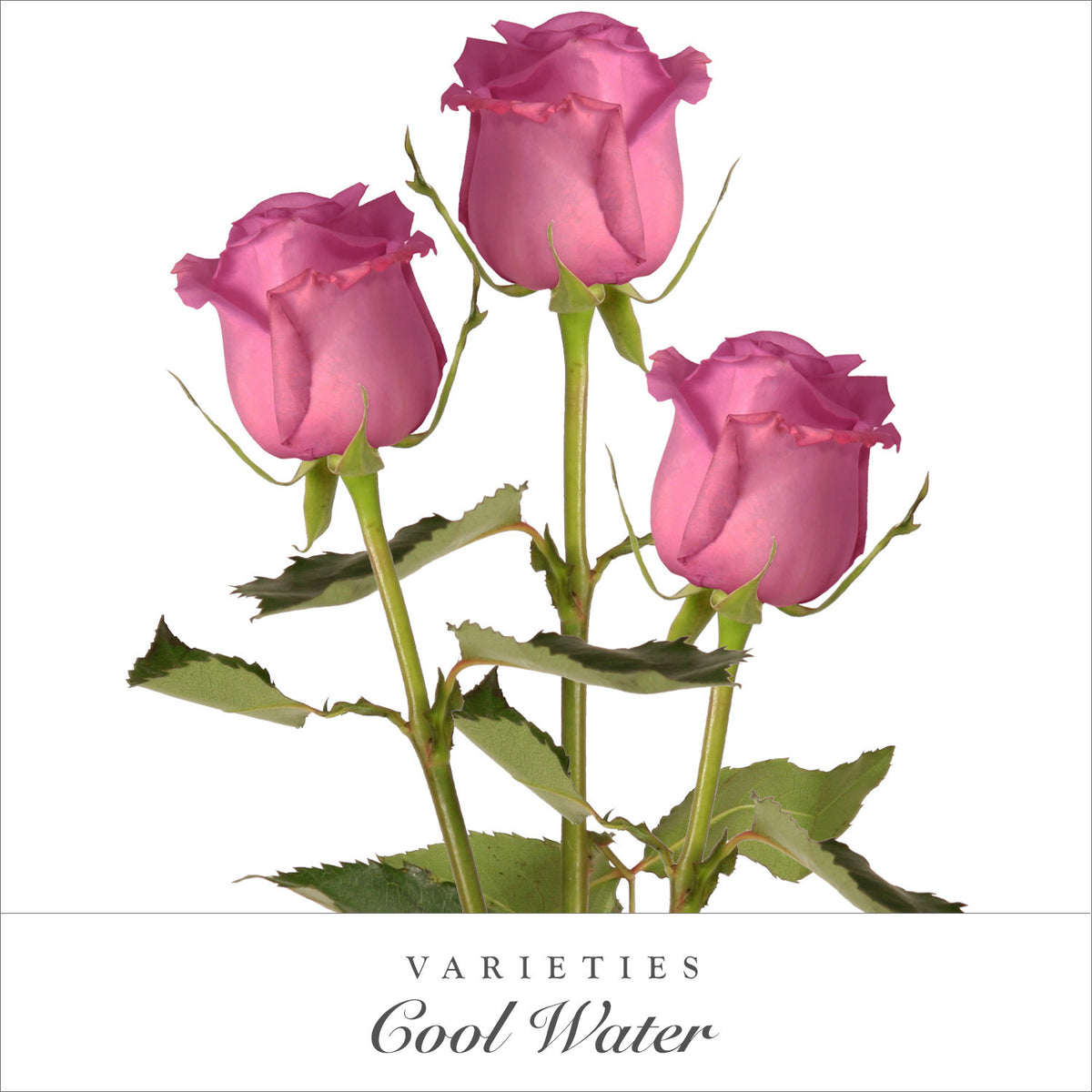 Lavender Roses
