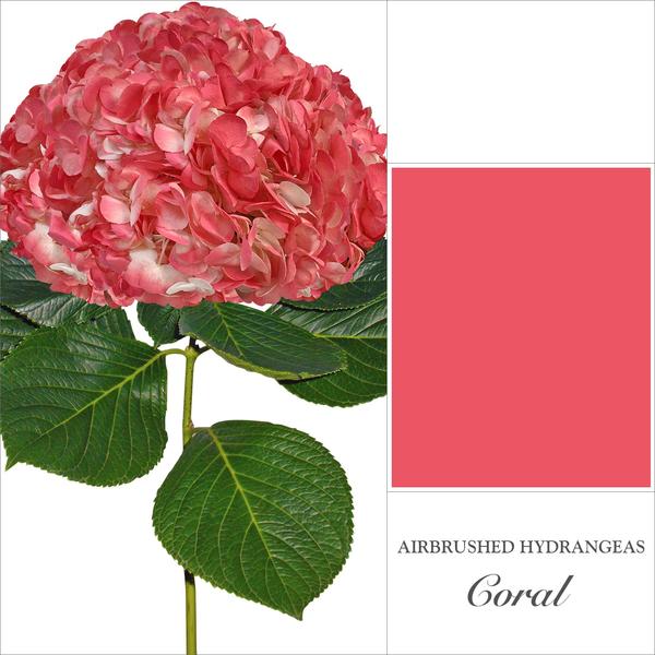 Hydrangea Coral Airbrushed - EbloomsDirect