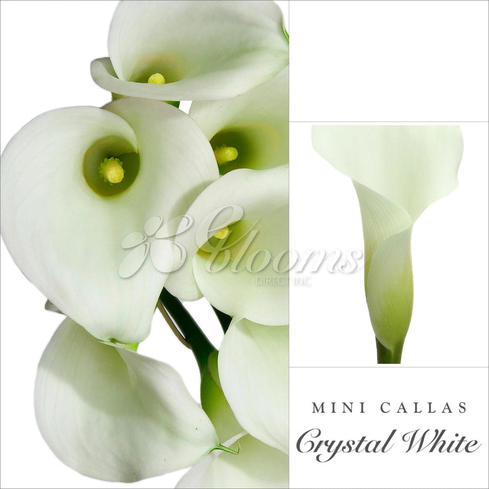 Mini Callas White - EbloomsDirect