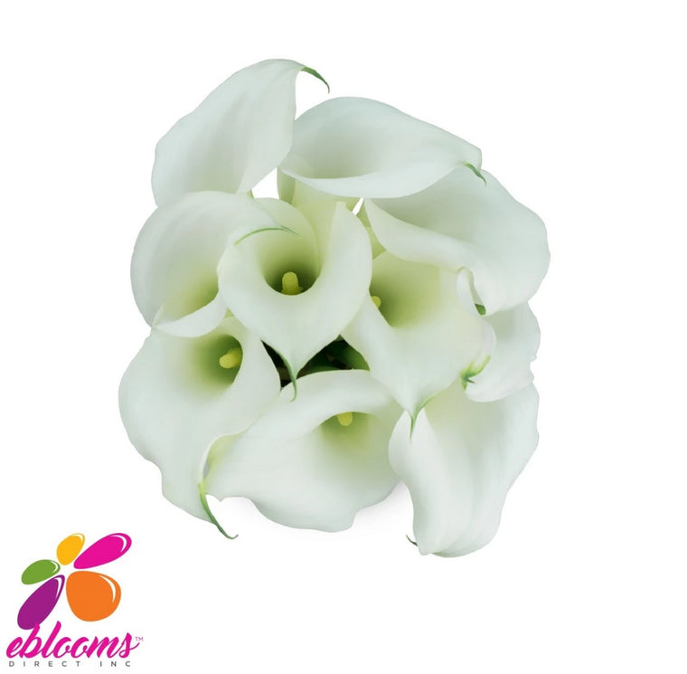 Mini Callas White Chrystal Pack 80 stems- EbloomsDirect