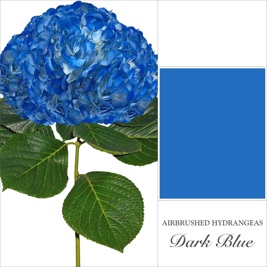 Hydrangea Light Blue Airbrushed - EbloomsDirect