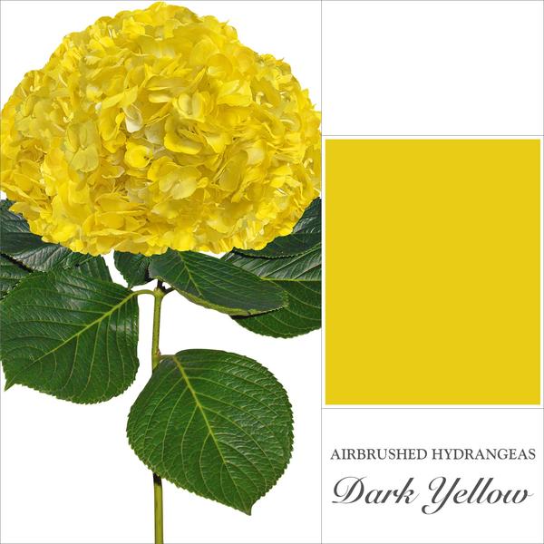Hydrangea Dark Yellow - EbloomsDirect