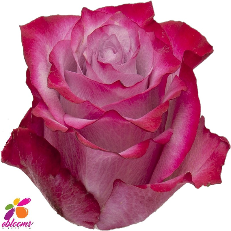 Deep Purple Rose Variety - EbloomsDirect