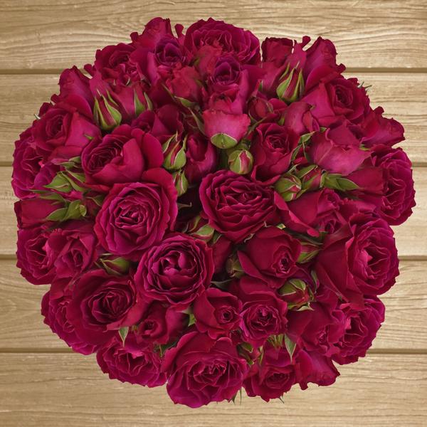 Spray Roses Burgundy 40cm - Pack 120 Stems - EbloomsDirect