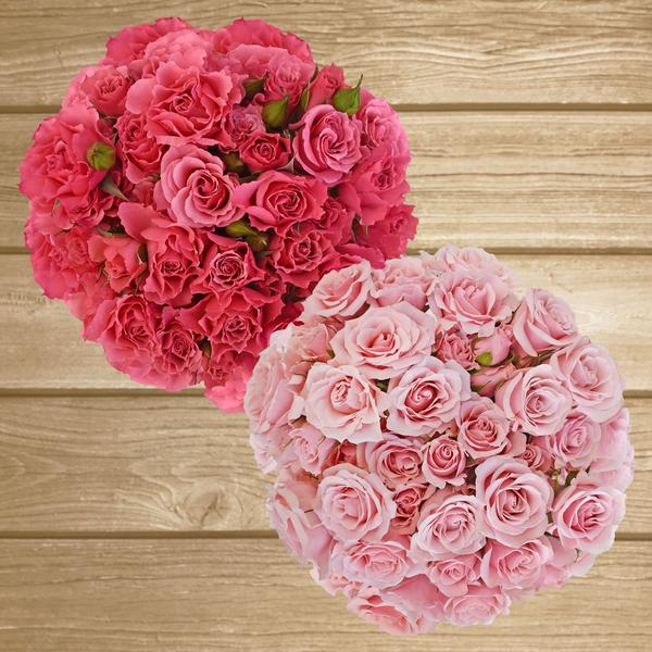 Spray Roses Duo Hot Pink-Light Pink 40cm - Pack 120 Stems - EbloomsDirect