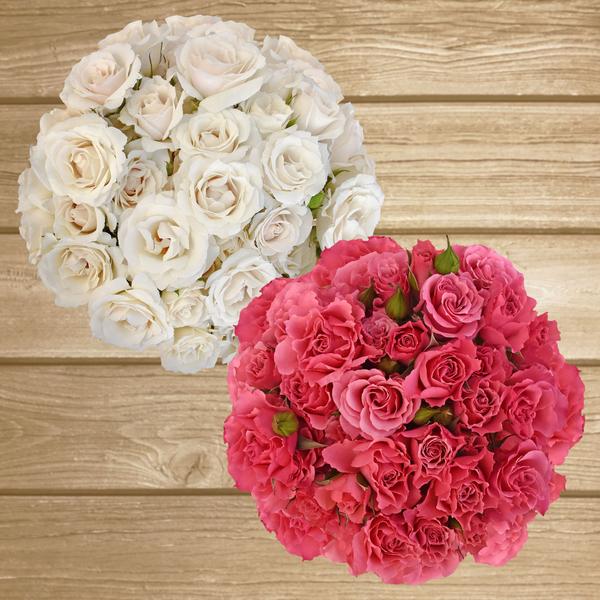 Spray Roses Duo White-Hot Pink 40cm - Pack 120 Stems - EbloomsDirect