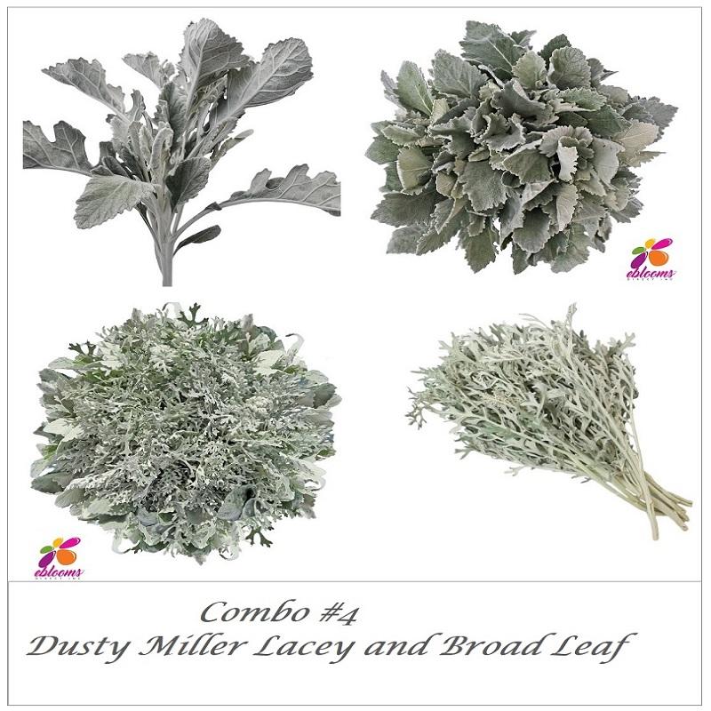 Combo box Dusty Miller Lacey and Dusty Miller broad Leaf