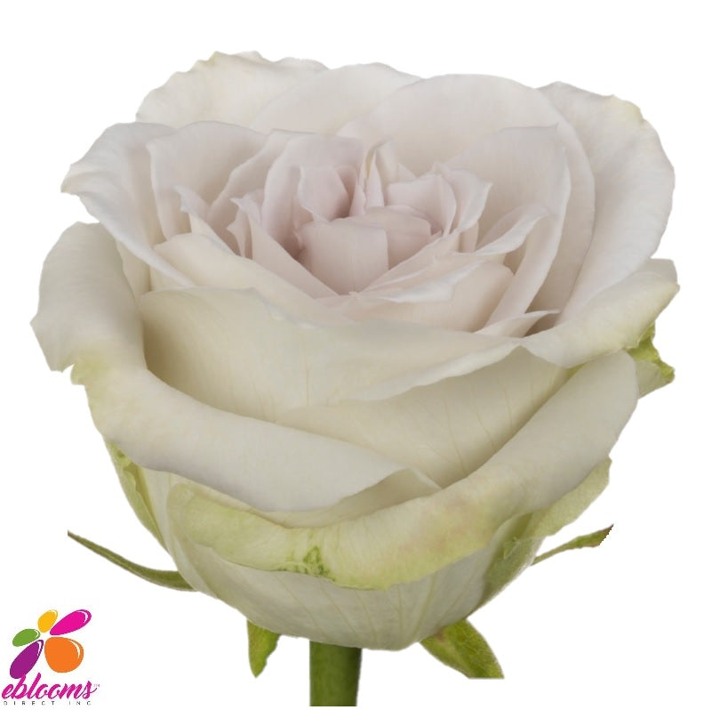 Early Grey Rose Variety - EbloomsDirect
