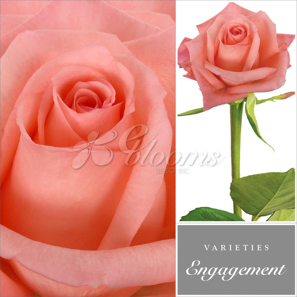 Engagement Rose variety - EbloomsDirect