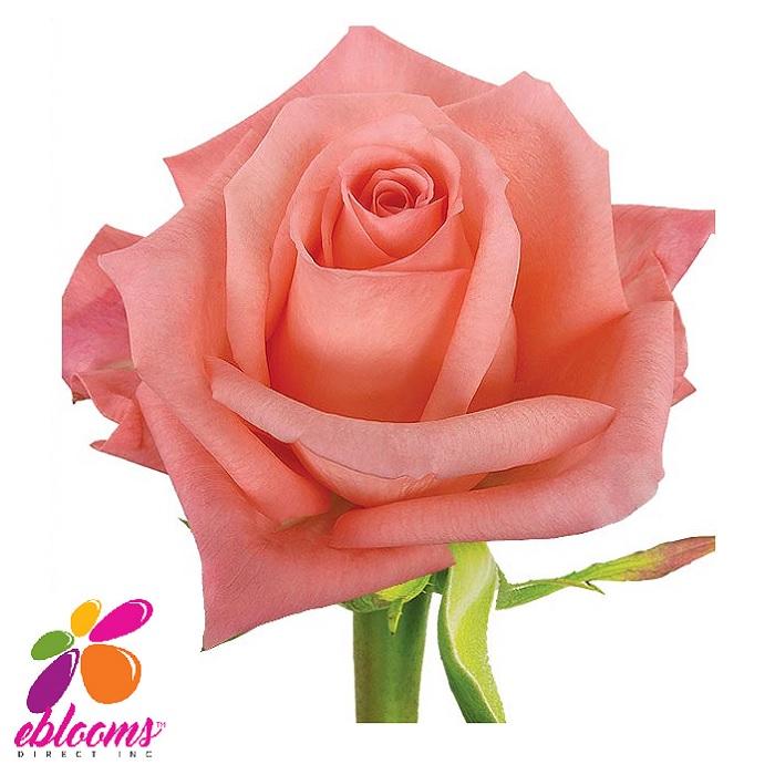 Engagement Rose Variety Coral Peach - EbloomsDirect