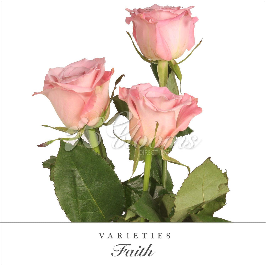 Faith Rose variety - EbloomsDirect