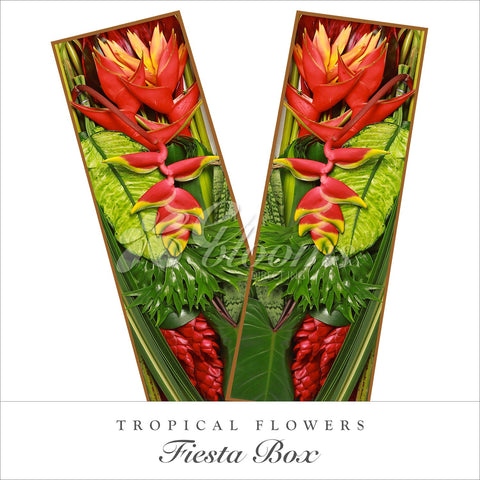 Amazon Splendor Collection ‰ÛÒ Fiesta Combo