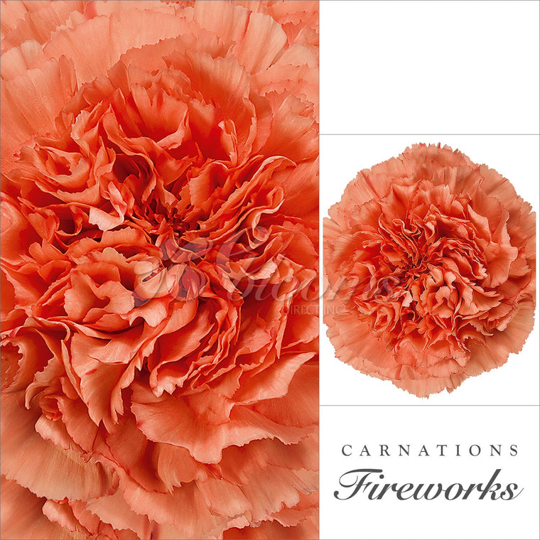 Carnation Orange - EbloomsDirect