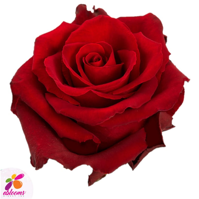 Fortune Red Rose Variety