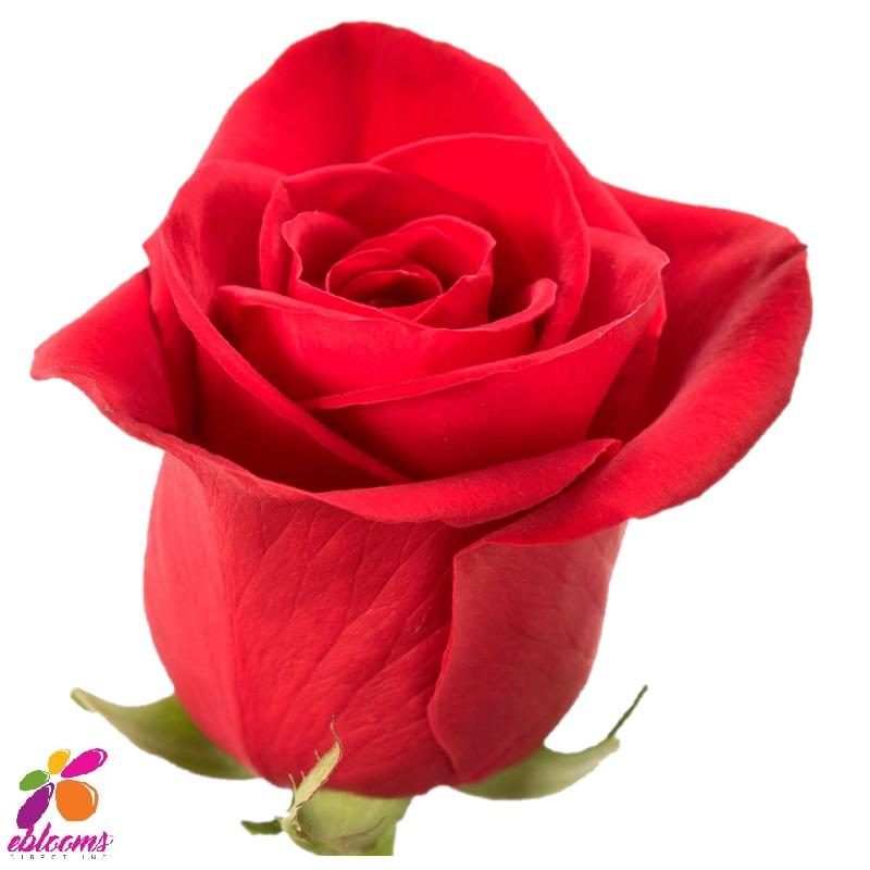 Freedom Red Rose Variety - EbloomsDirect