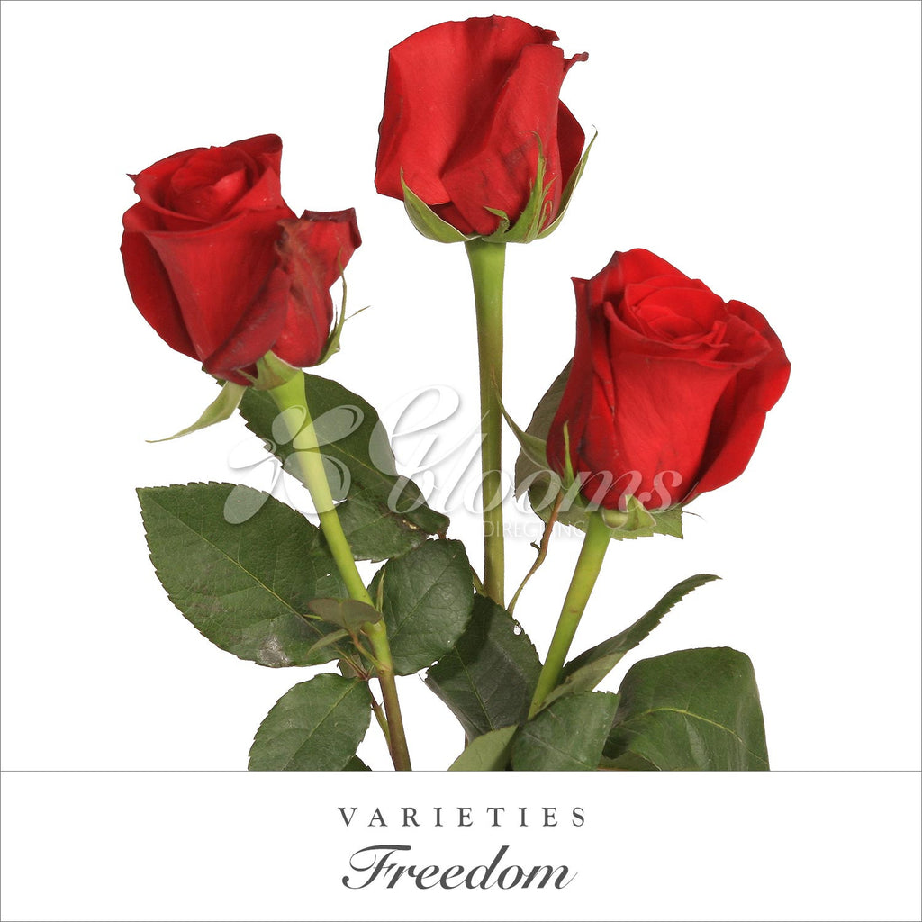 Freedom Rose Variety - EbloomsDirect