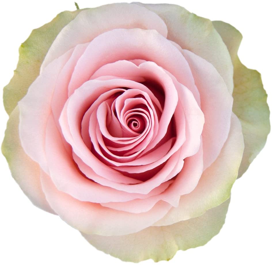 Frutetto Rose Variety - EbloomsDirect