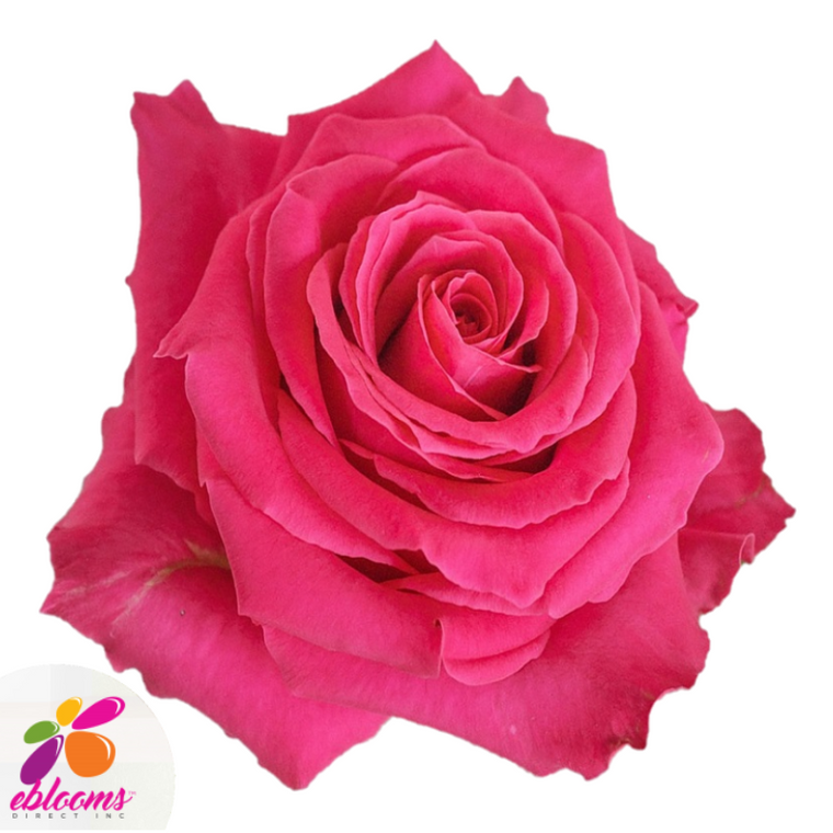 Full Monty Rose Variety - Hot Pink Roses