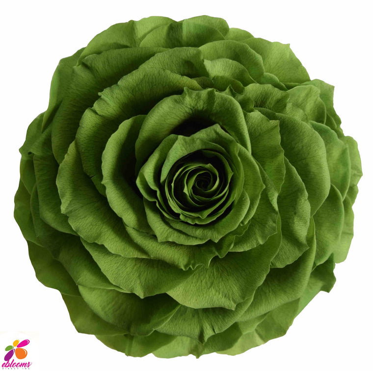 Preserved Roses Green Forest - EbloomsDirect