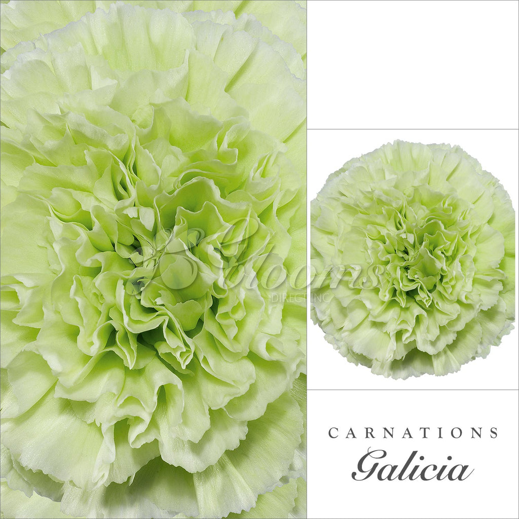 Carnations Green - EbloomsDirect
