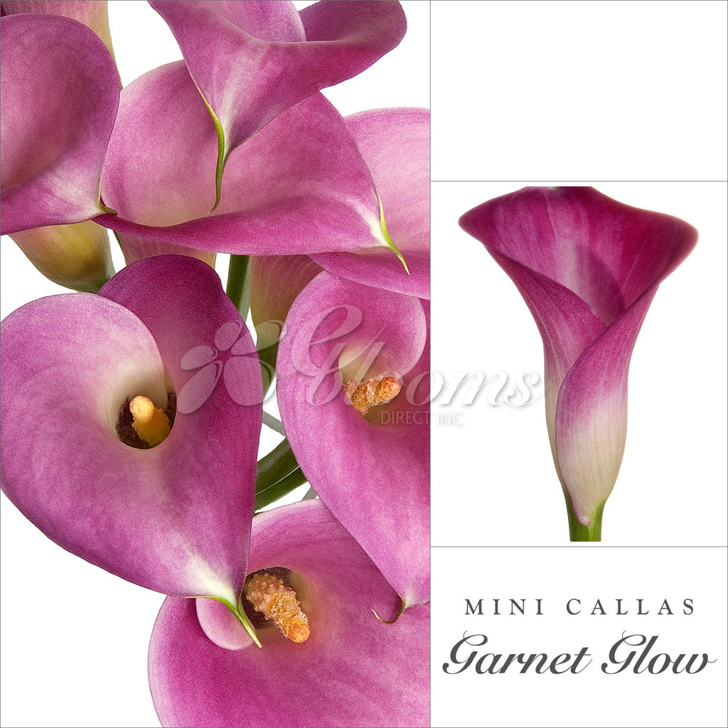 Hot Pink Mini Callas - EbloomsDirect