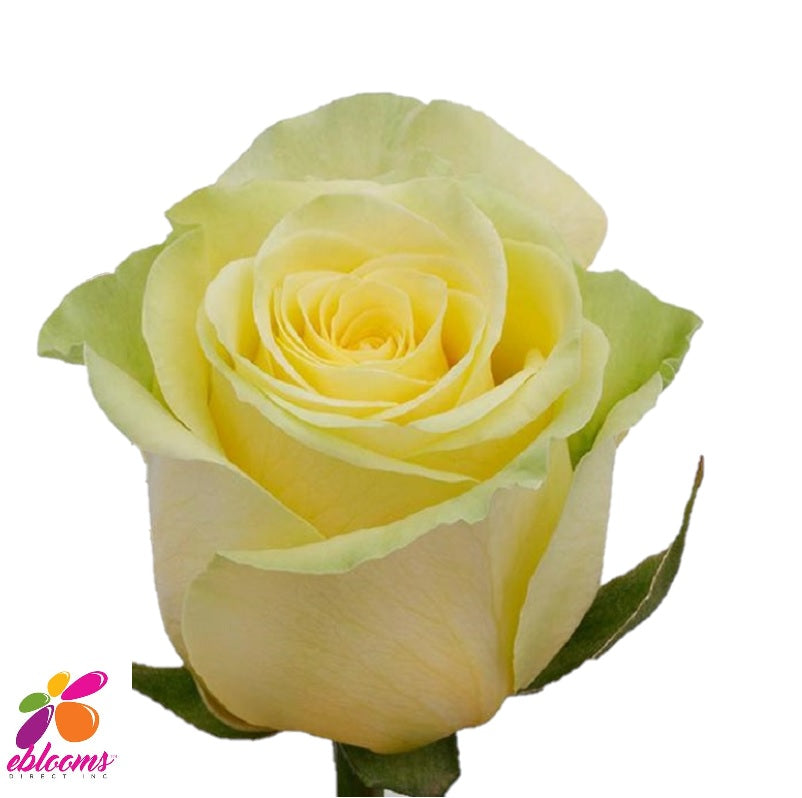 Gelosia Soft Yellow Rose - EbloomsDirect