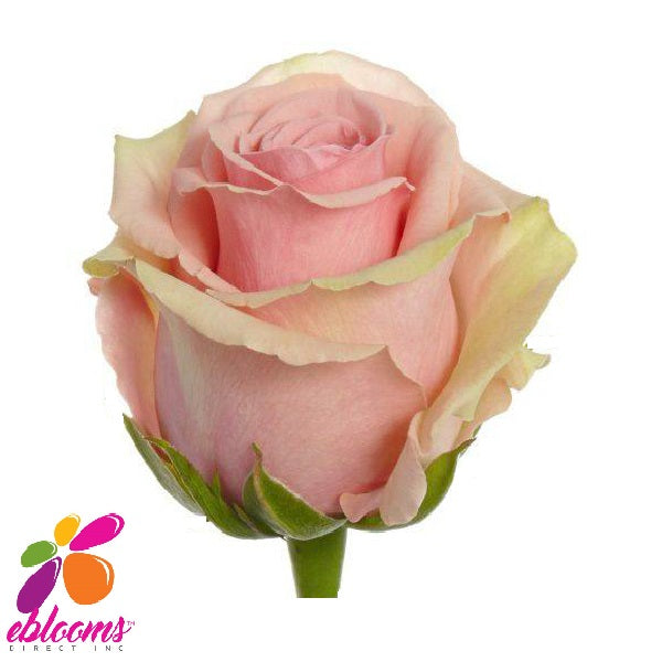 Geraldine Rose variety - EbloomsDirect