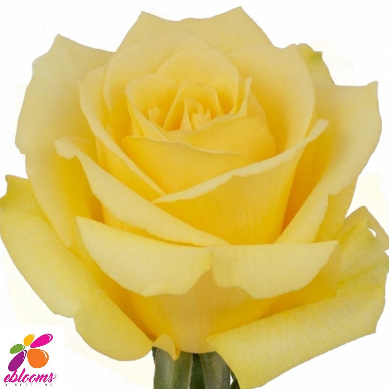 Golden Tower Light Yellow Rose - EbloomsDirect