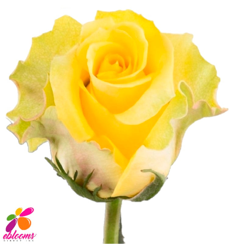 Gospel Yellow Rose Variety - EbloomsDirect