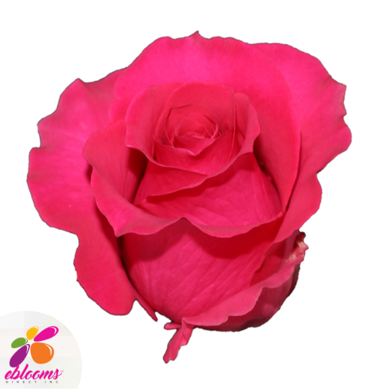 Gotcha Rose Variety - Hot Pink Roses near me - EbloomsDirect
