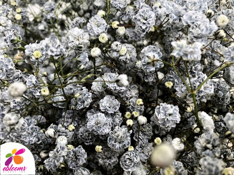 Baby's Breath Gray Tinted - EbloomsDirect