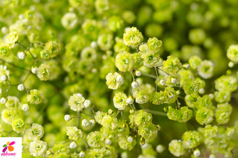 Baby's breath Green Neon - EbloomsDirect