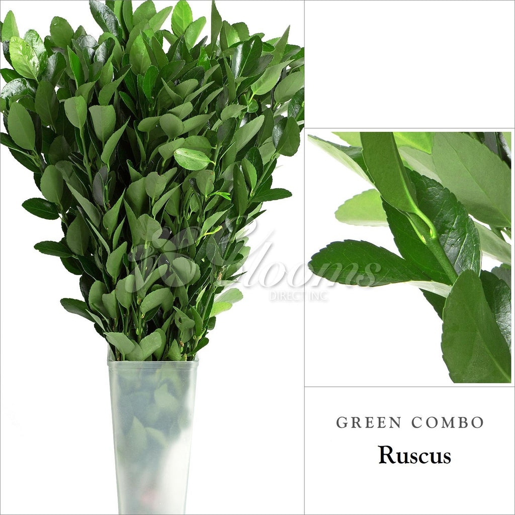 Ruscus Isreaeli -Greenery