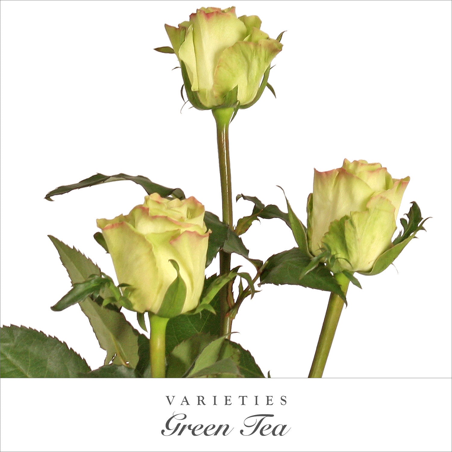 Green Pink Tea Roses Green Tea Roses – Eblooms Farm Direct Inc.