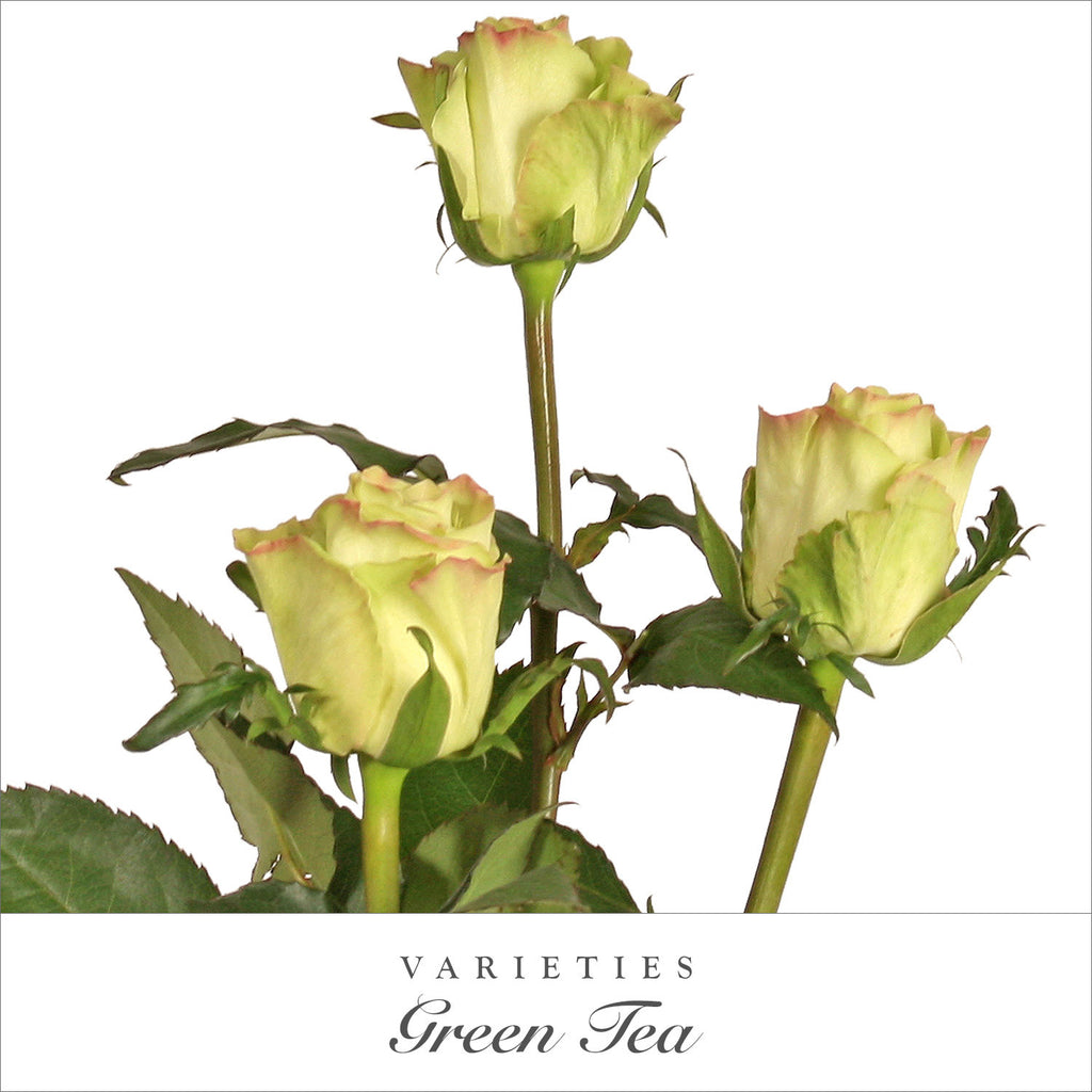 Rose Green Tea - EbloomsDirect