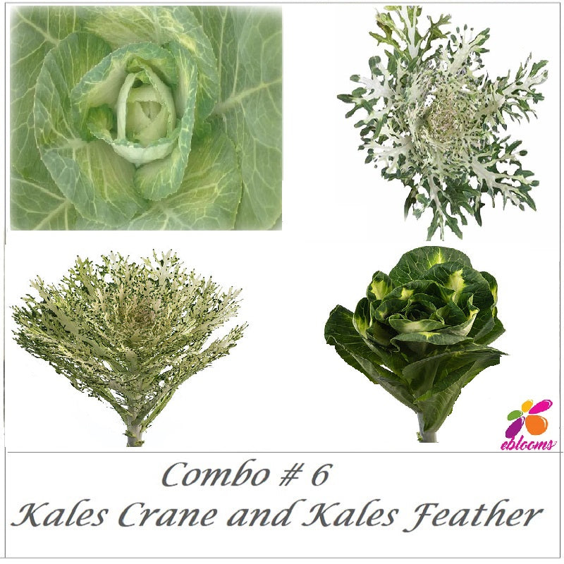 Combo Box #6 - Green Kales Feather and Kales Crane - EbloomsDirect