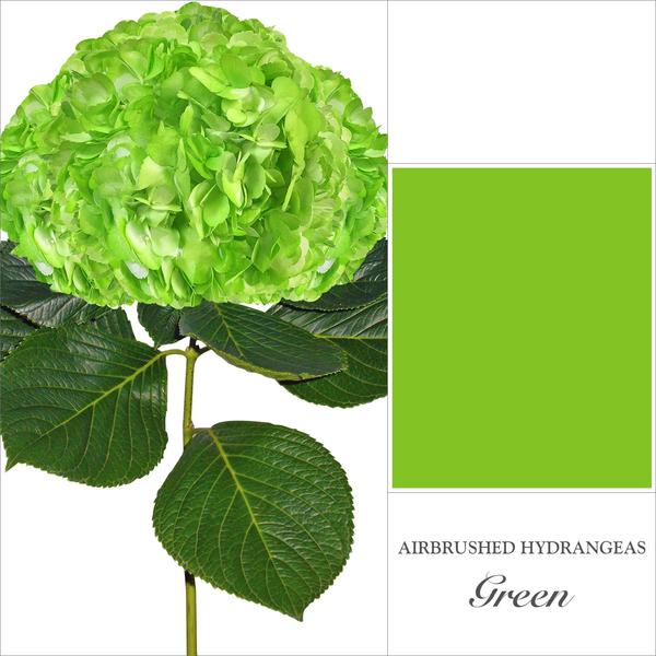 Hydrangea Green Airbrushed