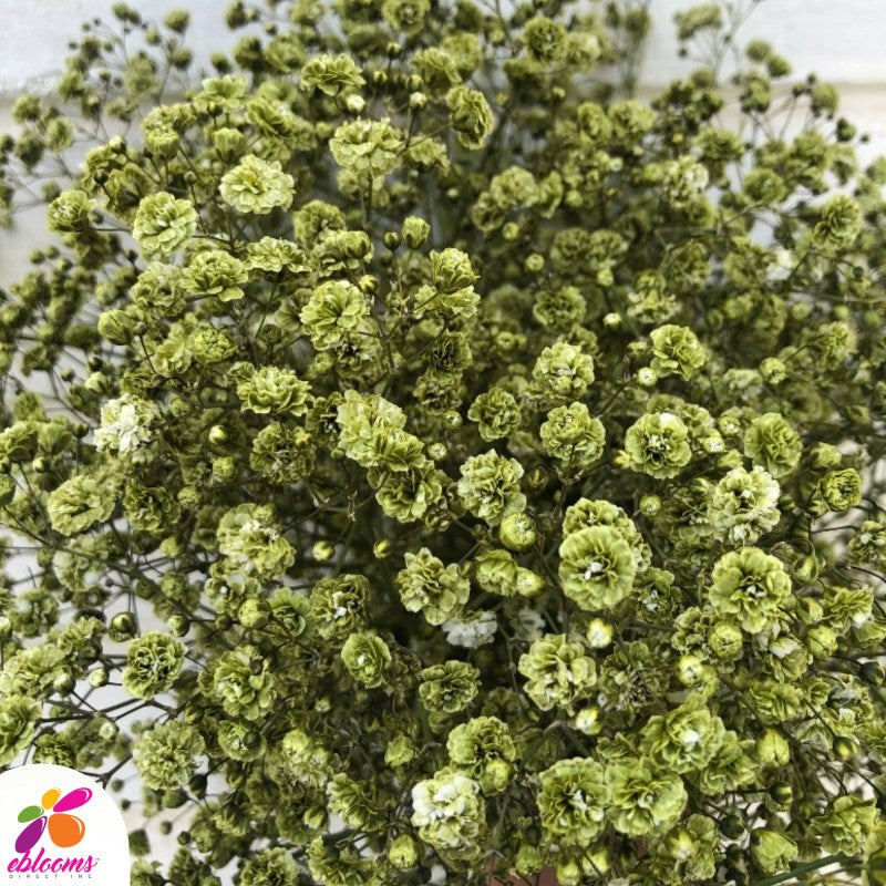 Baby's Breath Light Green - EbloomsDirect