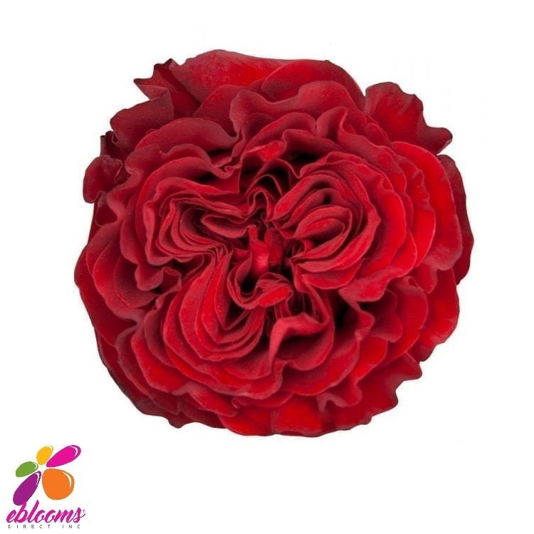 Red Rose Variety - EbloomsDirect – Eblooms Farm Direct Inc.