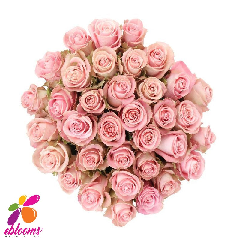 Hermosa Rose Variety - EbloomsDirect