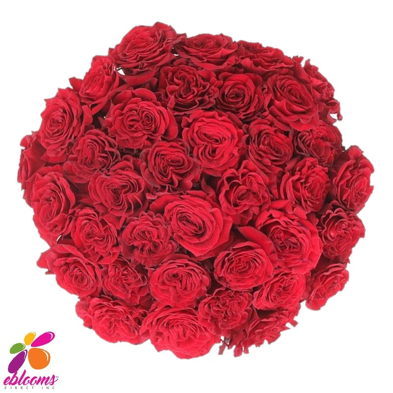 Hearts Rose Variety - EbloomsDirect