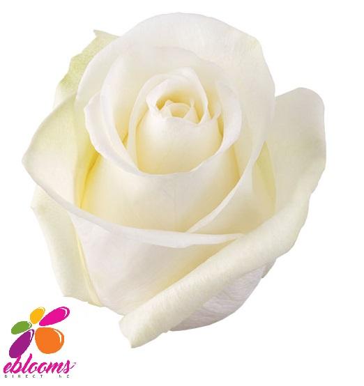 High and Pure Rose Variety -EbloomsDirect