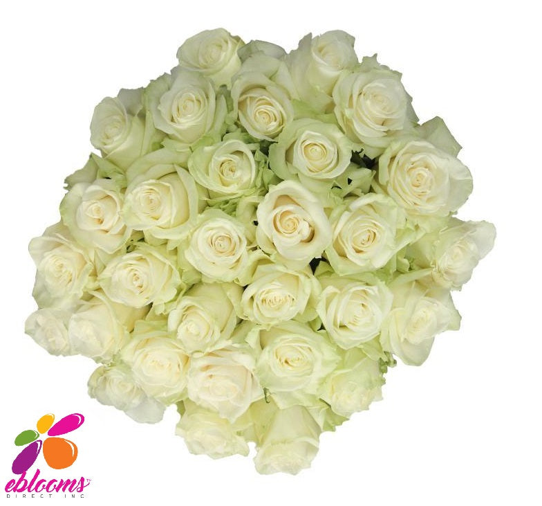 High & Peace Rose Variety White - EbloomsDirect